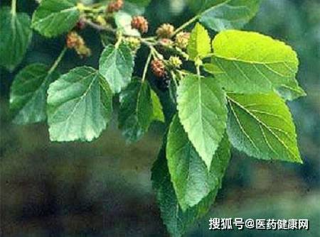 退休中醫提示 骨質疏松者 可常補充3營養 或助骨量增加