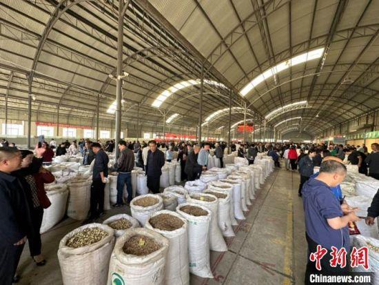 甘肅欲借 前店后廠 模式促中醫(yī)藥產(chǎn)業(yè)國際化