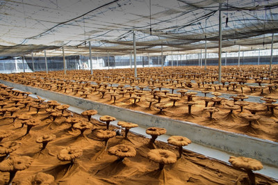 &ldquo;浙江制造&rdquo;發(fā)布實(shí)施《破壁靈芝孢子粉》團(tuán)體標(biāo)準(zhǔn)